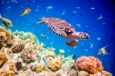 Sea Turtle at Maldives