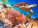 Hawksbill Turtle over Coral Reef