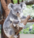 Koala with a Baby