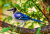 Blue Jay Bird on a Branch
